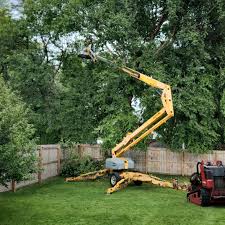 Best Hedge Trimming  in Holland, TX