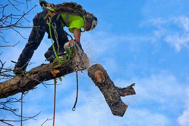 Best Arborist Consultation Services  in Holland, TX